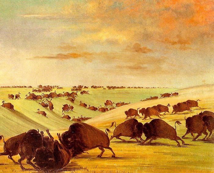 George Catlin Buffalo Bulls Fighting in Running Season-Upper Missouri oil painting image